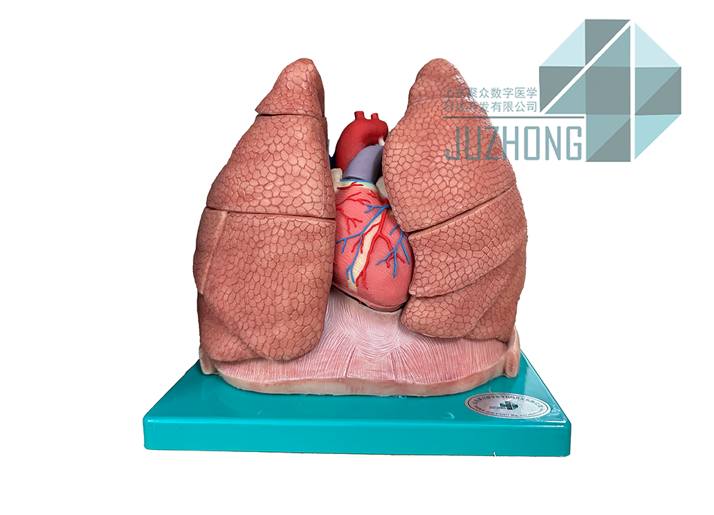 人体软质解剖模型