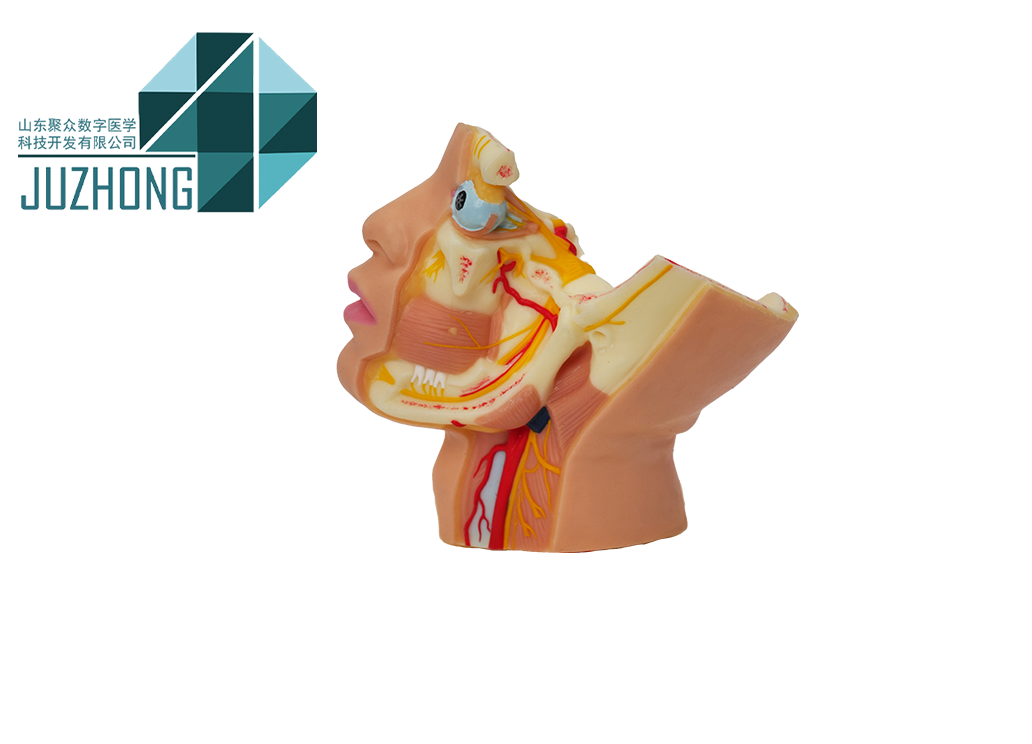聚众医教｜三叉神经硅胶解剖模型：颌面神经教学的精准教学利器